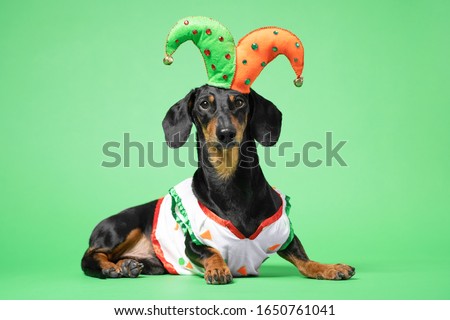 Funny of a happy  dog wearing in the suit and cap of the jester on a green background. April Fools Day concept