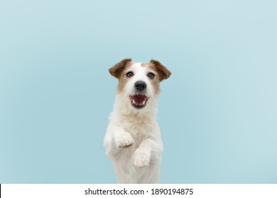 Funny Happy Jack Russell Dog Standing Two Legs. Isolated On Blue Colored Background.