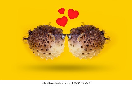 Funny happy kissing day. Couple of fish on vivid yellow background with small red hearts from kiss. Love and St. Valentine day concept. Greeting card or invitation.