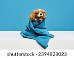 Funny happy little dog, cute, purebred Cavalier King Charles Spaniel sitting in towel after bathing against blue studio background. Concept of domestic animal, care, vet, health, grooming, animal life