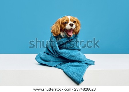 Funny happy little dog, cute, purebred Cavalier King Charles Spaniel sitting in towel after bathing against blue studio background. Concept of domestic animal, care, vet, health, grooming, animal life