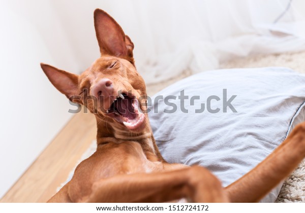funny happy pharaoh hound with smiling face at\
home interior