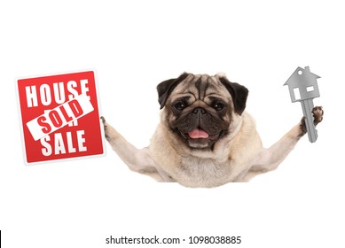 Funny Happy Pug Puppy Dog Holding Up House Key And Sign With Sold, Isolated On White Background