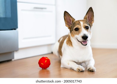 Funny, Happy Smiles Dog Playing At Home With A Ball. Squeaky Pet Toy