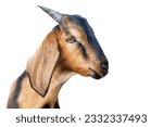 Funny head of a brown goat with hanging ears. Love and tendernes for animals. Close-up. Isolated on a white background. Set, collage.