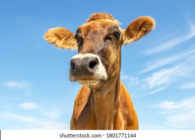 Funny Head Of Brown Swiss Dairy Cow,  Blue Background With Copy Space