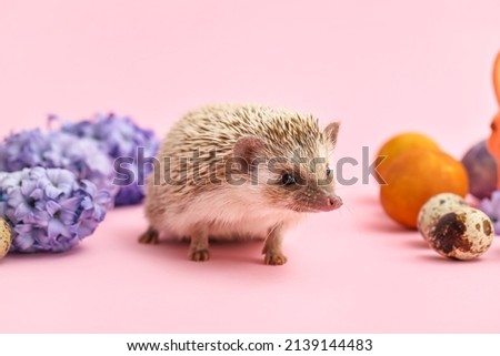 Funny hedgehog with Easter eggs and flowers on pink background
