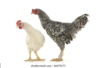 Funny Hen And Rooster