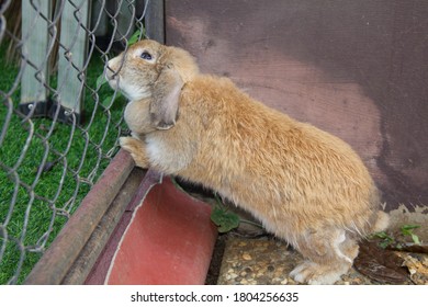 Funny Holland lop rabbit was surprisingly biting the steel wire cage. At rural garden home, Chiang Mai Thailand.