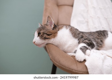 Funny home cat with big green eyes lies on a brown chair indoor. - Powered by Shutterstock