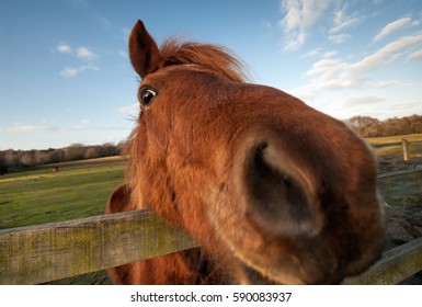 Funny Horse Closeup