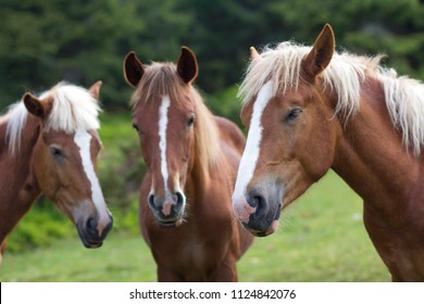Funny horse conference in sunny meadow. Close shot of three chestnut horses with white stripes and long mane heads close together on blurred green trees background. Intelligence and loyalty concept.