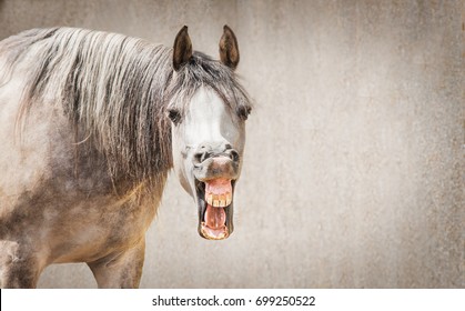 Funny horse face with Open mouthed looking in camera at gray background, place for text