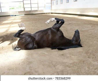 Funny Horse lies on back and roll on ground