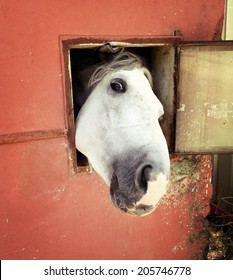 Horse In Window Images Stock Photos Vectors Shutterstock