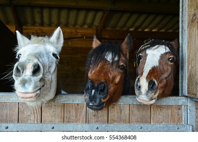 Funny Horses In Their Stable