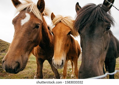 Resultado de imagen de caballo divertido