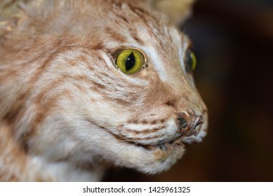 Funny Humorous Close Up Of Vintage Creepy Old Taxidermy Wild Cat, Profile, Portrait Style, With Rotting Nose And Flea Bitten Ears, For Sale Second Hand At A Thrift Store.