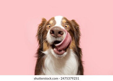 Funny and hungry Australian shepherd puppy dog eating and licking its lips with tongue. Isolated on pink pastel background on summer or spring season