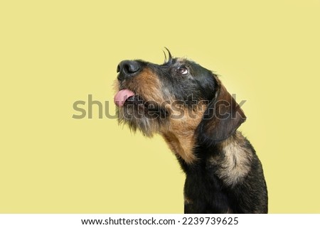 Funny hungry dachshund puppy dog begging food. Isolated on yellow pastel background