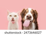 Funny hungry pets eating. Dog andcat licking its lips with tongue. Isolated on pink pastel background on summer or sping season