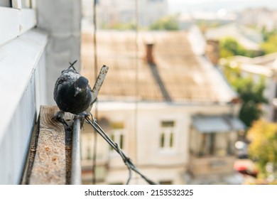 A funny hungry street pigeon is sitting on a porch of a residential building, looking curiously, eating