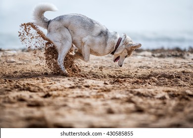 Funny Husky digging sand at the beach