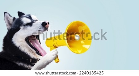 Funny husky dog is holding a yellow loudspeaker and screaming on a blue background. Creative pet dog management and screams, concept idea. Successful advertising and management, concept. Attention