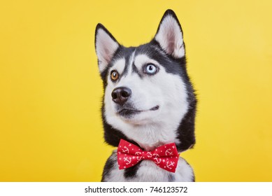 Funny Husky Dog Stupid Expression Muzzle Stock Photo 746123572 ...