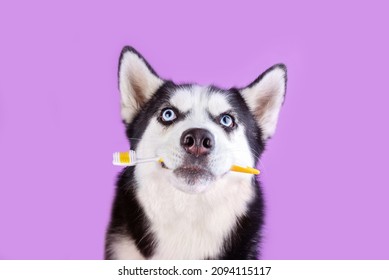 Funny Husky Dog With A Toothbrush In Your Teeth On A Lavender Studio Background, Healthy Teeth Dentistry Concept
