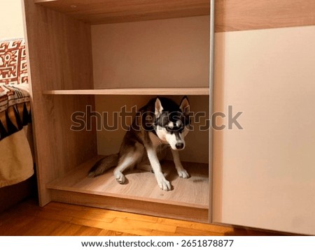 Funny husky hiding inside an empty wooden shelf. The dog looks surprised and slightly guilty, creating a playful and amusing indoor scene.