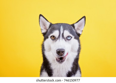 funny husky with a funny muzzle in a yellow studio background, a concept of canine emotions
 - Shutterstock ID 746150977
