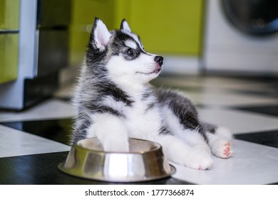 Funny Husky Puppy Asks For Food In The Kitchen