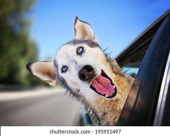 A Funny Husky Wolf Mix With Her Head Out Of A Car Window