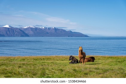 Funny Iceland Ponies With A Stylish Haircut Grazing On A Pasture In Northern Iceland