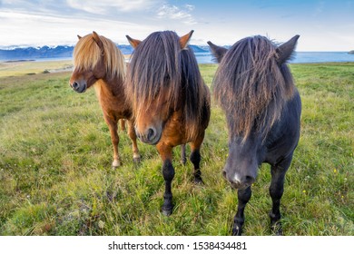 Funny Iceland Ponies With A Stylish Haircut Grazing On A Pasture In Northern Iceland