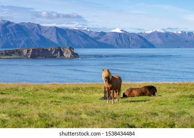 Funny Iceland Ponies With A Stylish Haircut Grazing On A Pasture In Northern Iceland