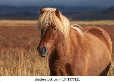 Funny Iceland Ponies With A Stylish Haircut Grazing On A Pasture In Northern Iceland