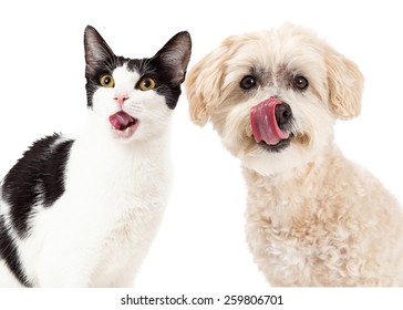 Funny Image Of A Dog And Cat Licking Lips While Looking At The Camera