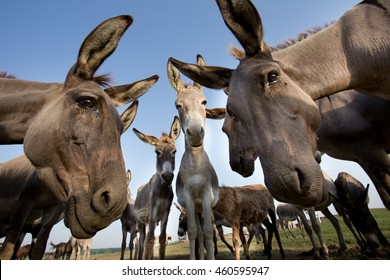 Funny Image Of Group Of Curious Donkeys Staring In Camera Shooting With Wide Angle Lens