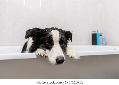 Funny Indoor Portrait Of Puppy Dog Border Collie Sitting In Bath Gets Bubble Bath Showering With Shampoo. Cute Little Dog Wet In Bathtub In Grooming Salon. Dirty Dog Washing In Bathroom