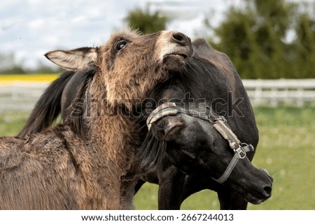 Funny interaction between a donkey and a young horse in a green pasture