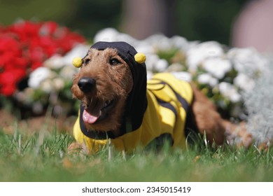 Funny Irish Terrier puppy posing outdoors in a yellow and black bee costume lying down on a green grass in summer