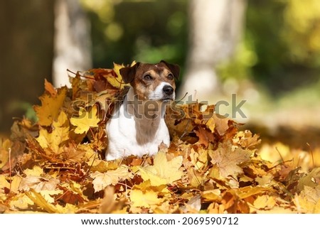 Similar – Funny dog with big yellow leaf on head