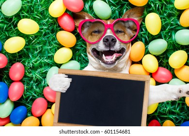 funny jack russell easter bunny  dog with eggs around on grass  laughing taking a selfie with smartphone , holding a blackboard