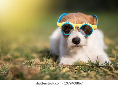 Funny jack russell pet dog wearing sunglasses, hot summer fun concept with copy space - Shutterstock ID 1379408867