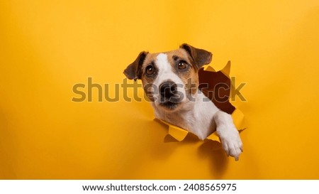 Similar – Image, Stock Photo On the dog come hodgepodge