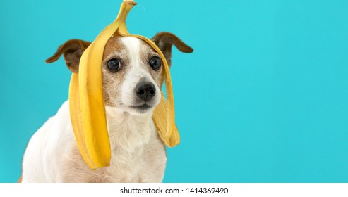 Funny Jack Russell Terrier dog with banana peel on its head looking at camera on a blue background
