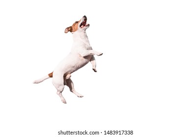 Funny Jack Russell Terrier dog jumping up isolated on white background