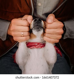 Funny Jack Russell Terrier Dog Lying Upside Down